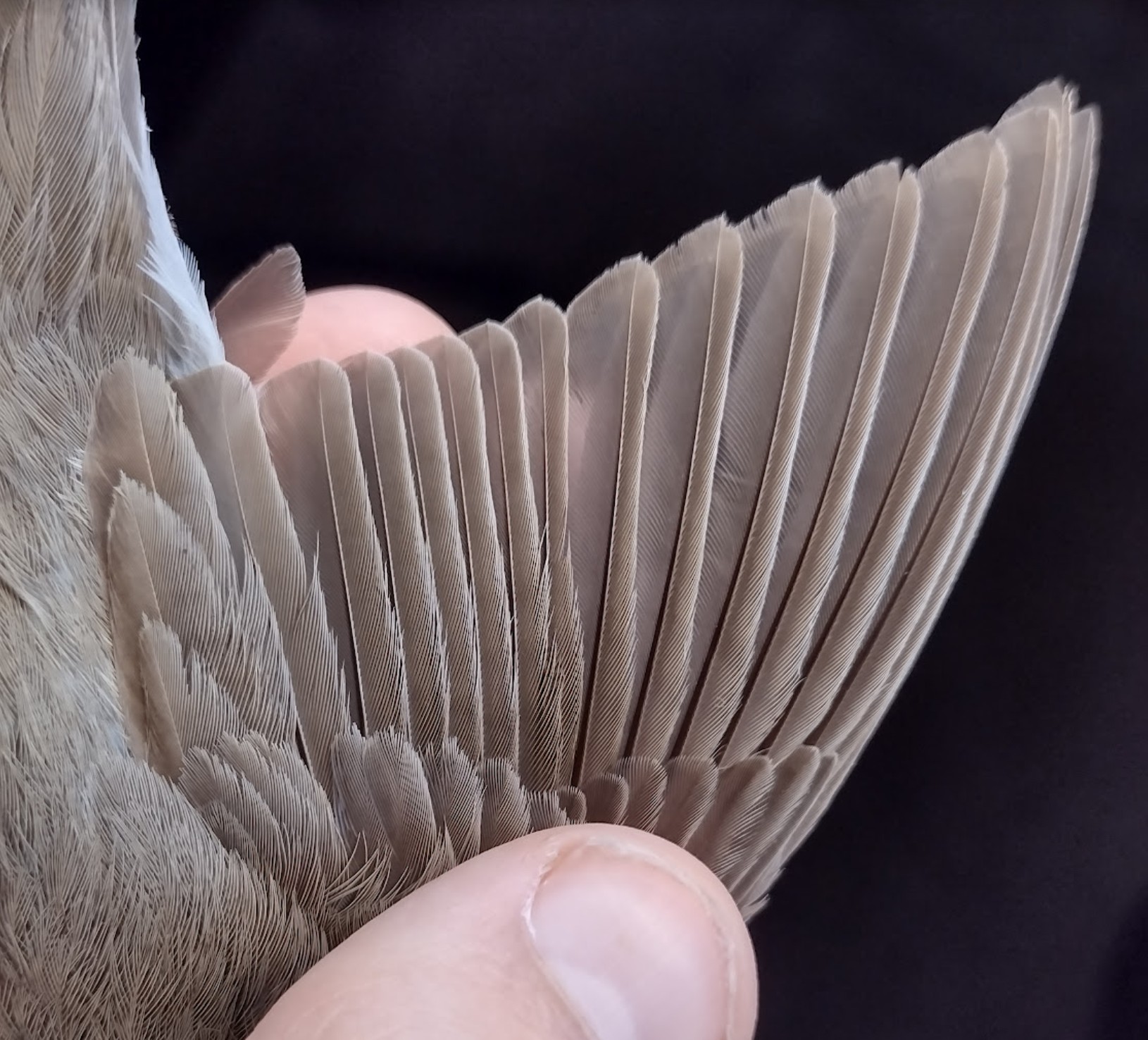 Garden Warbler 2k 26 08 2026
