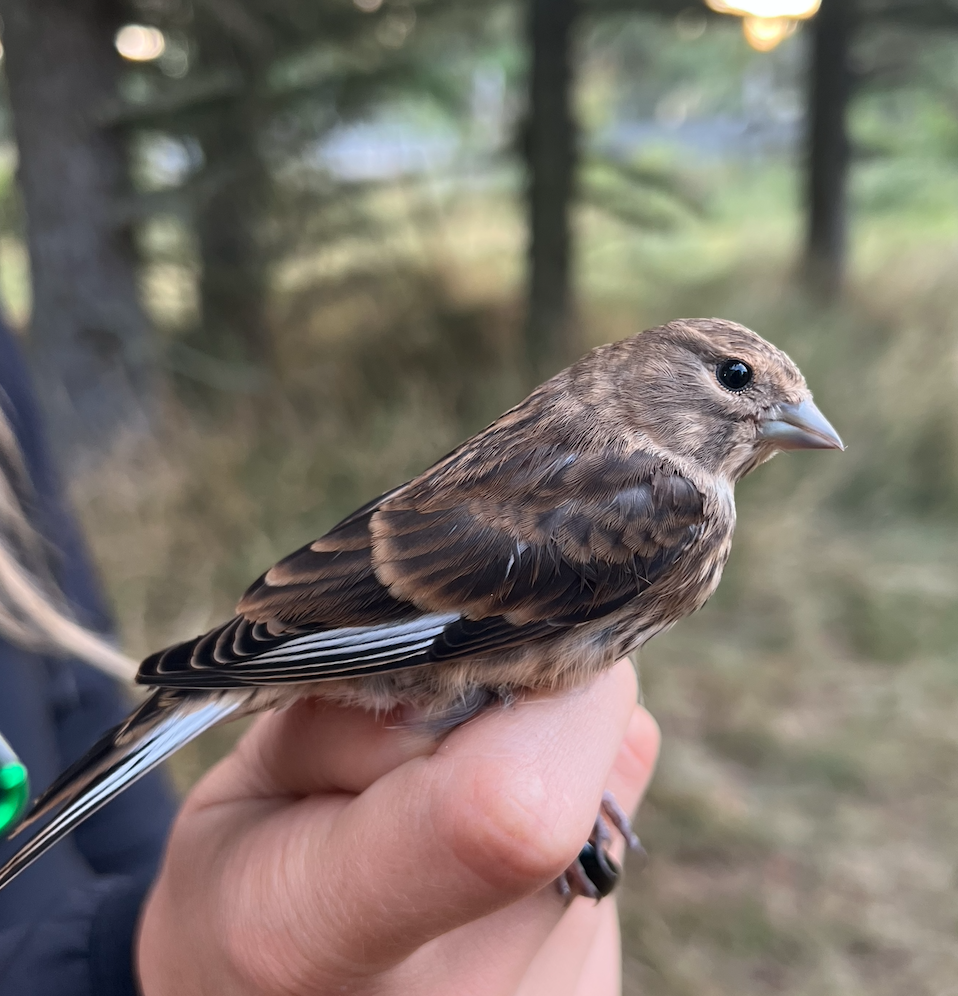 Common.linnet.09