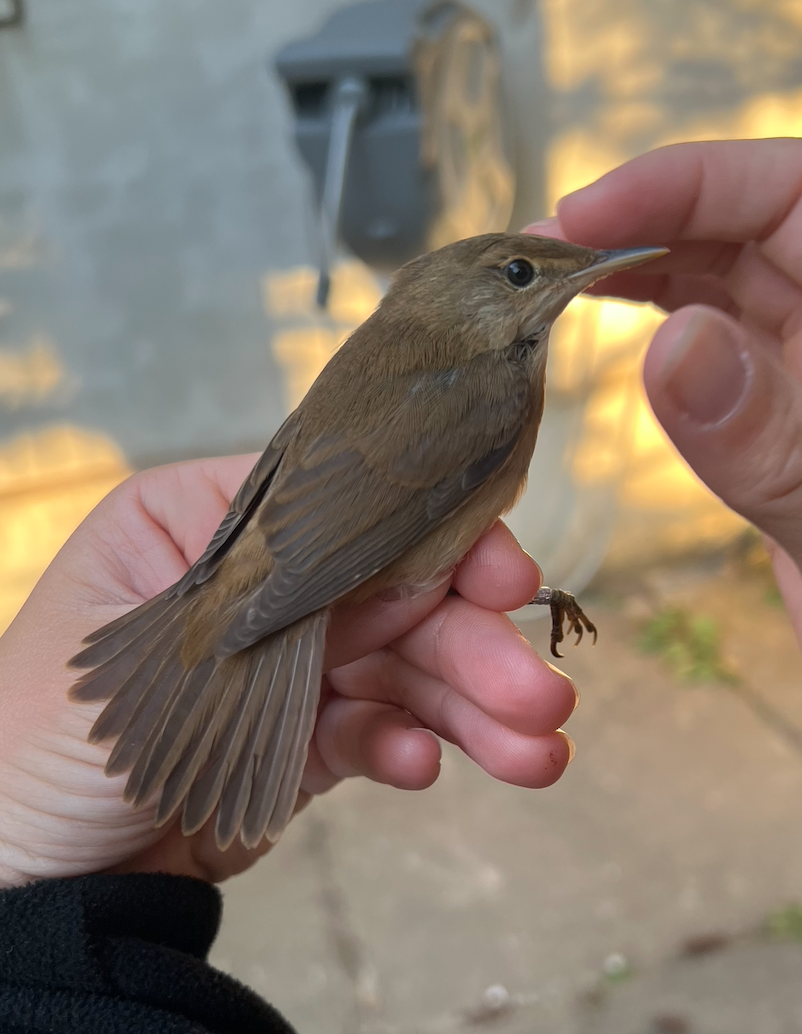 Reed.warbler.09