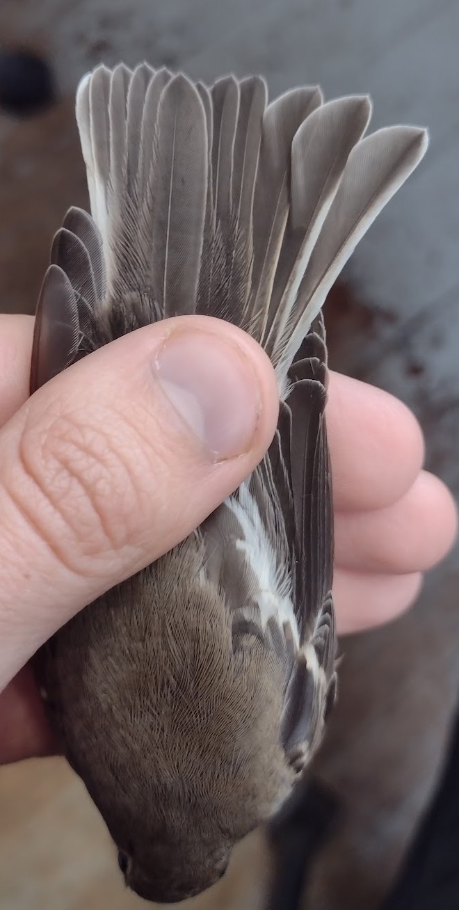 Pied Fly female 04 09 2026