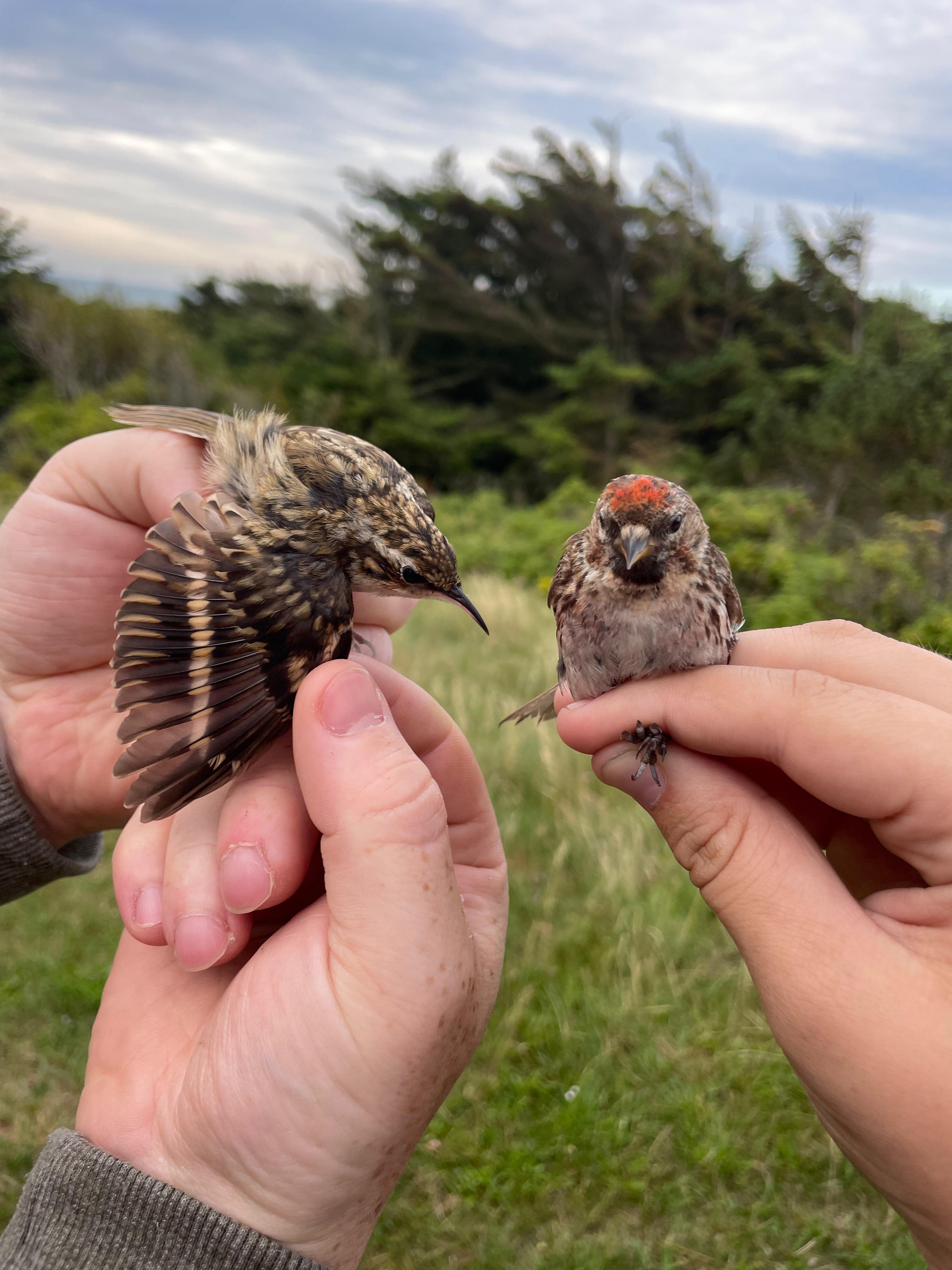 Treecreeper Redpoll 29 07 2026