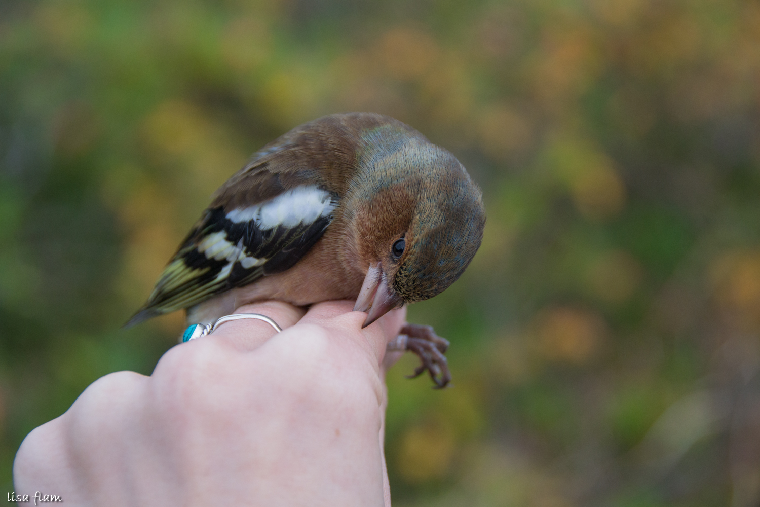 chaffinch bite 1.2