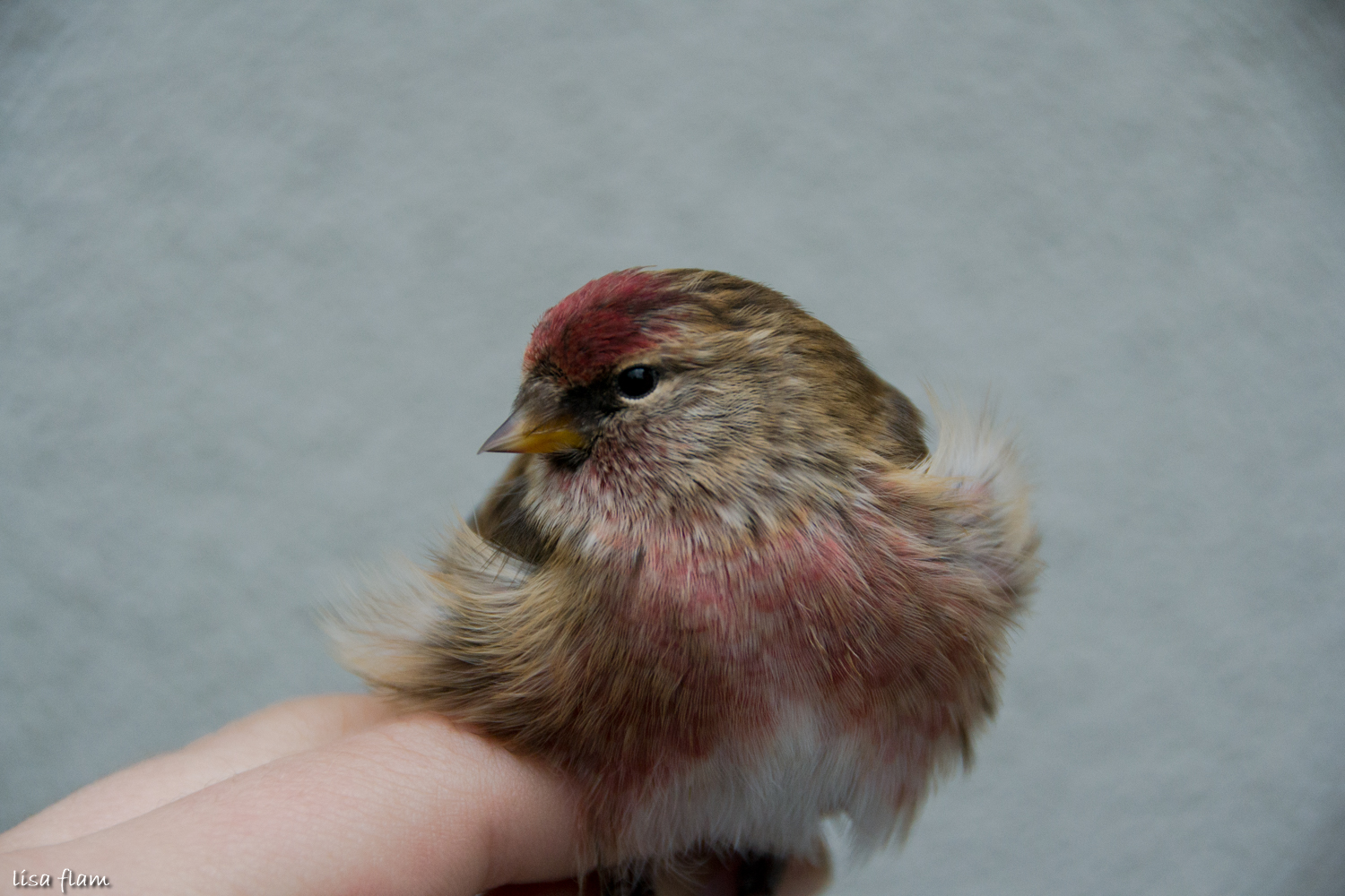 closeup adult male redpoll