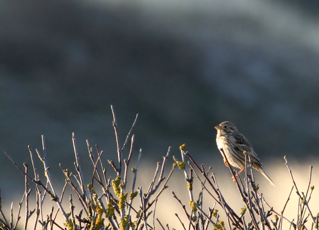 emberiza_calandra.jpeg