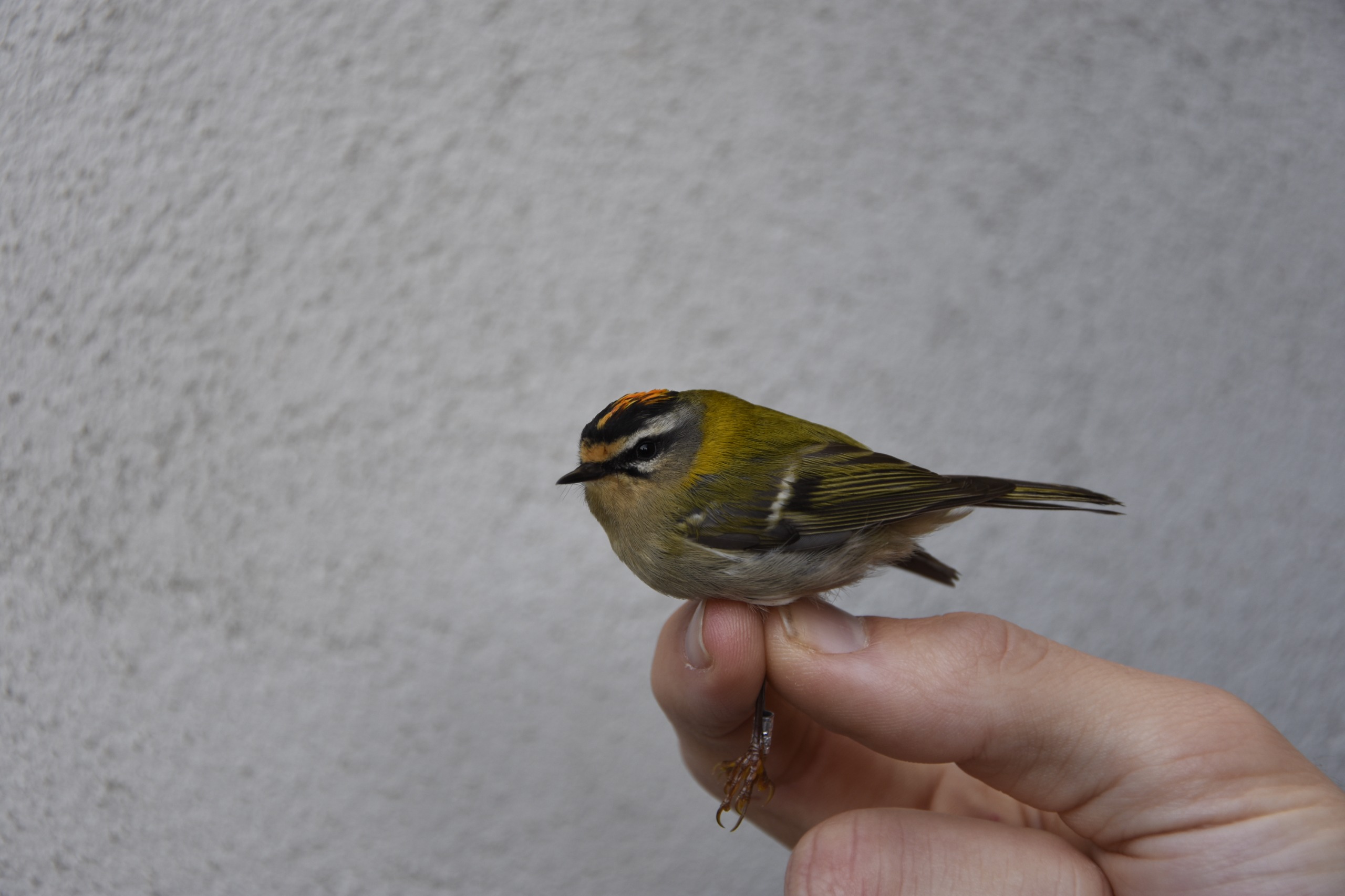 firecrest.jpg