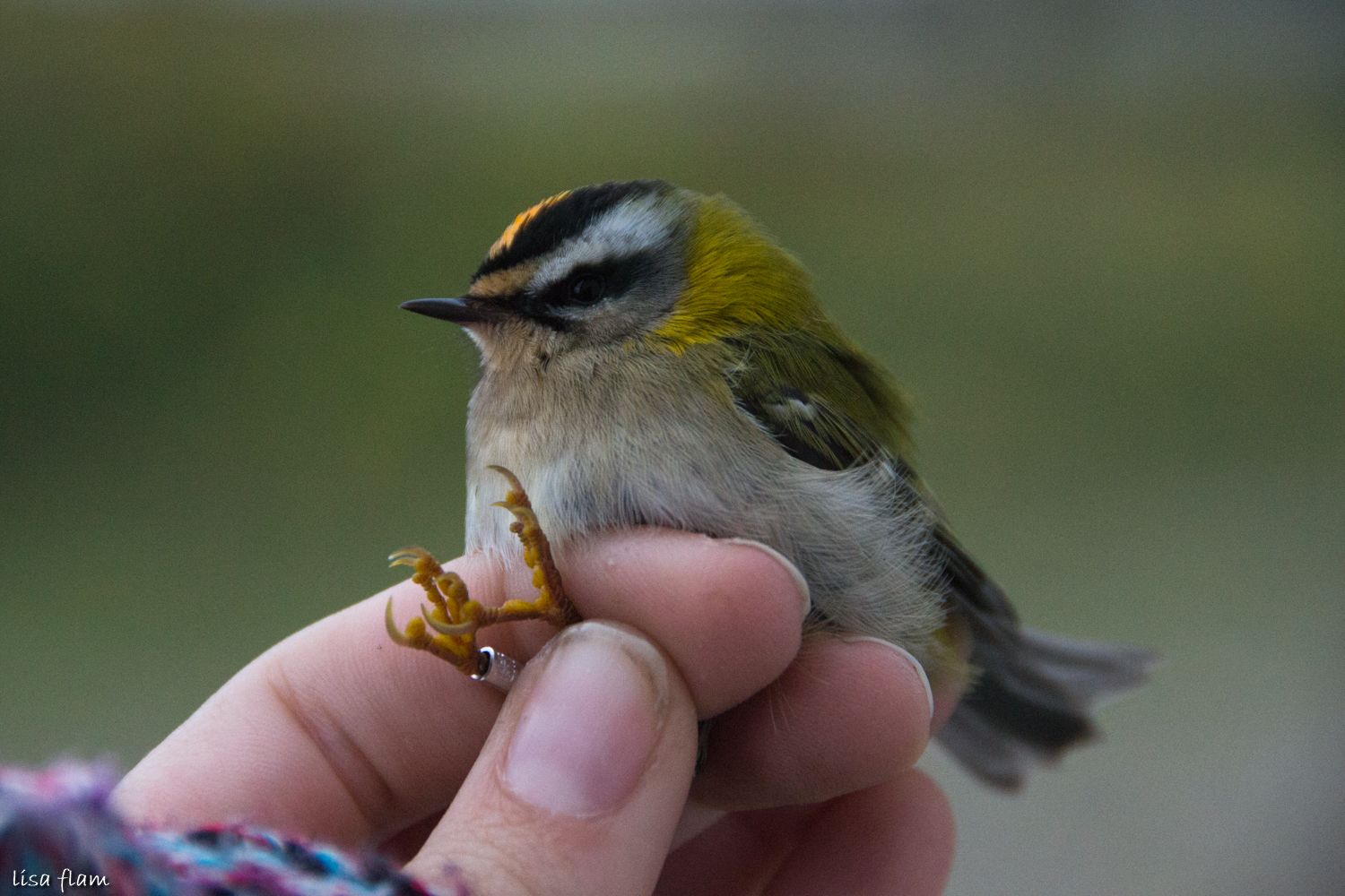 firecrest male 1