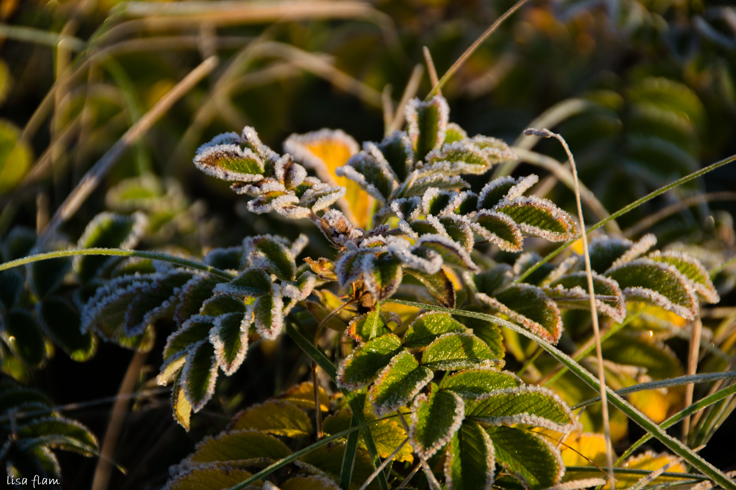 frozen leaves 2