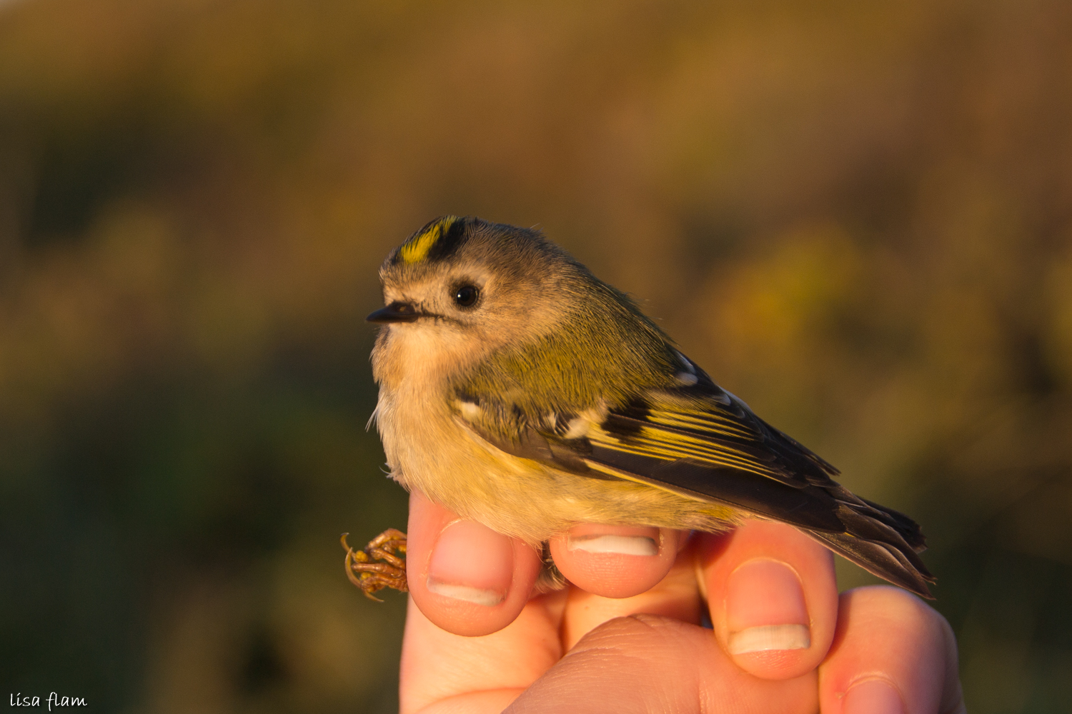 goldcrest 3