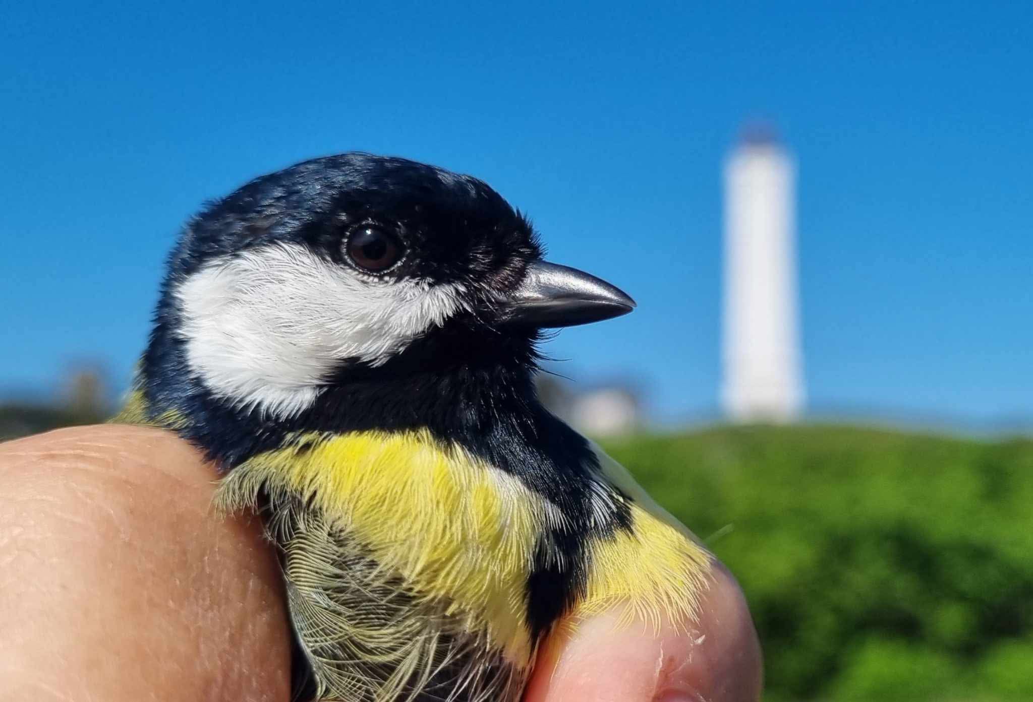 great_tit.jpg