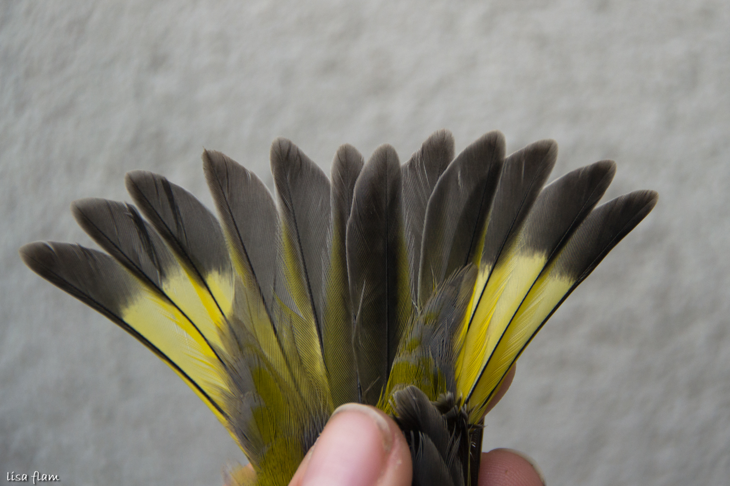 greenfinch tail