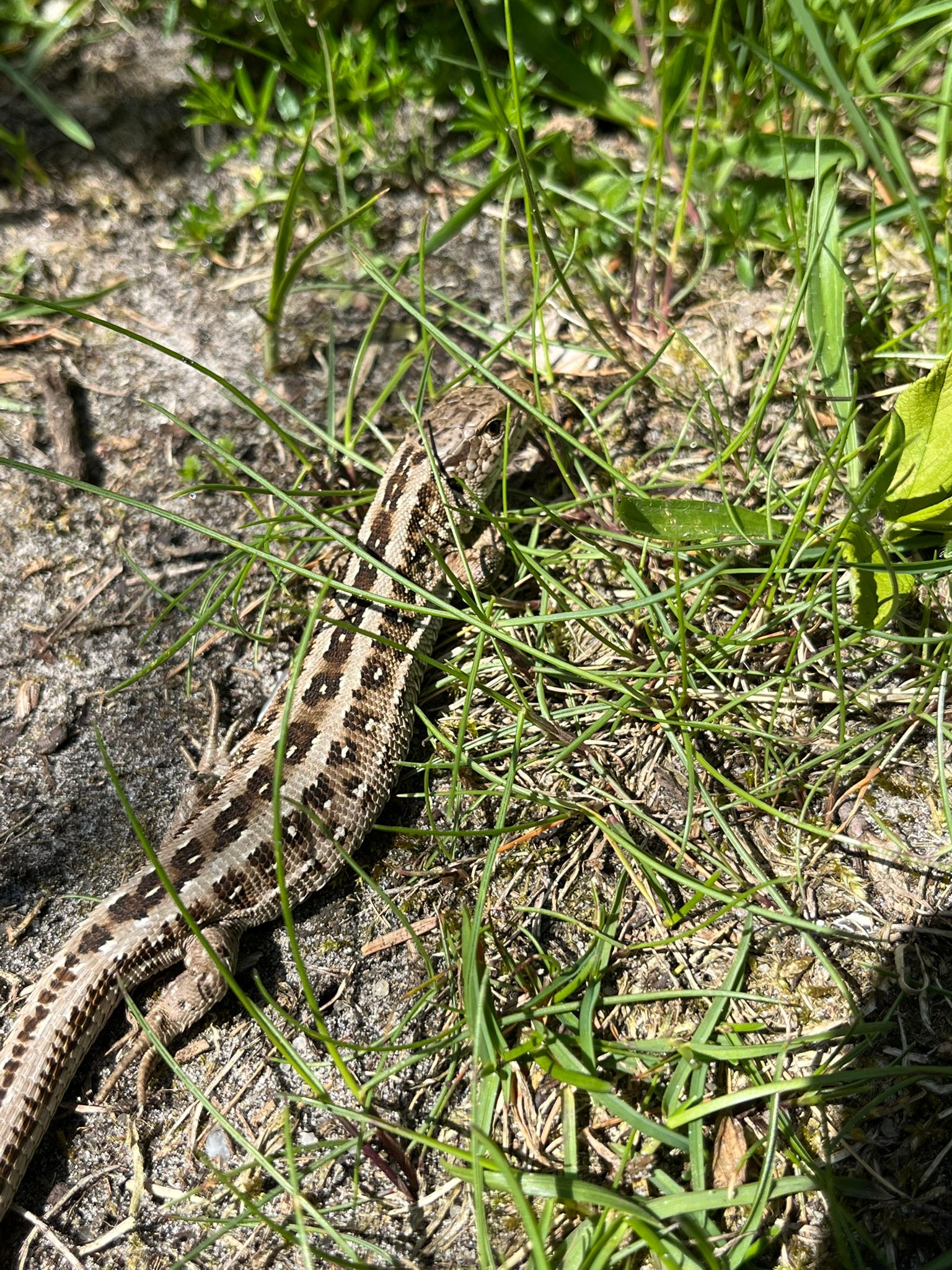 lizard.jpg