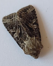 moth1 02052026