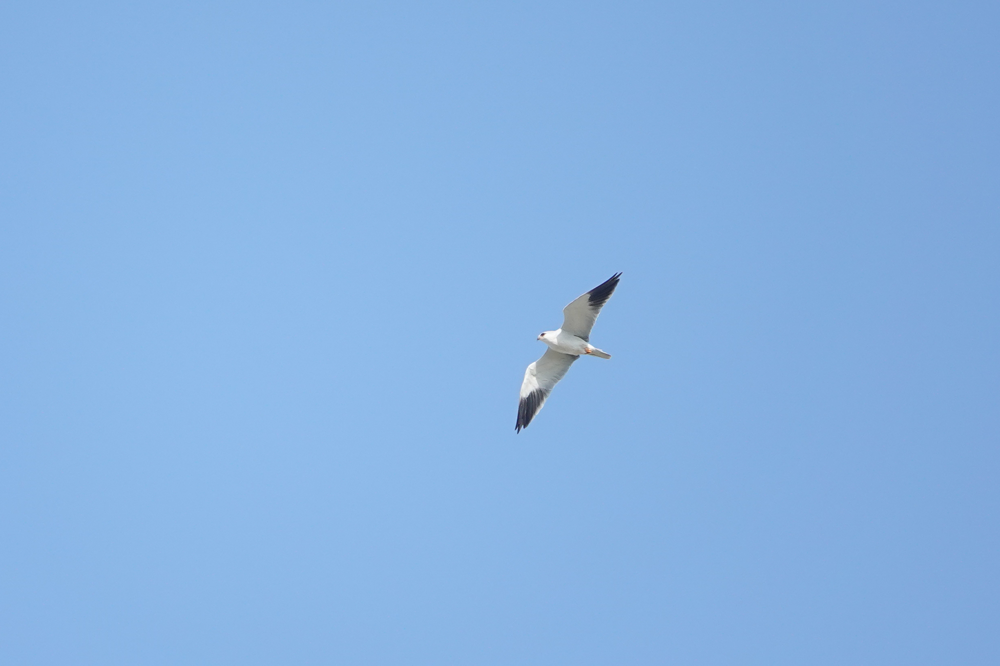 37456851 20250813112531 185696375