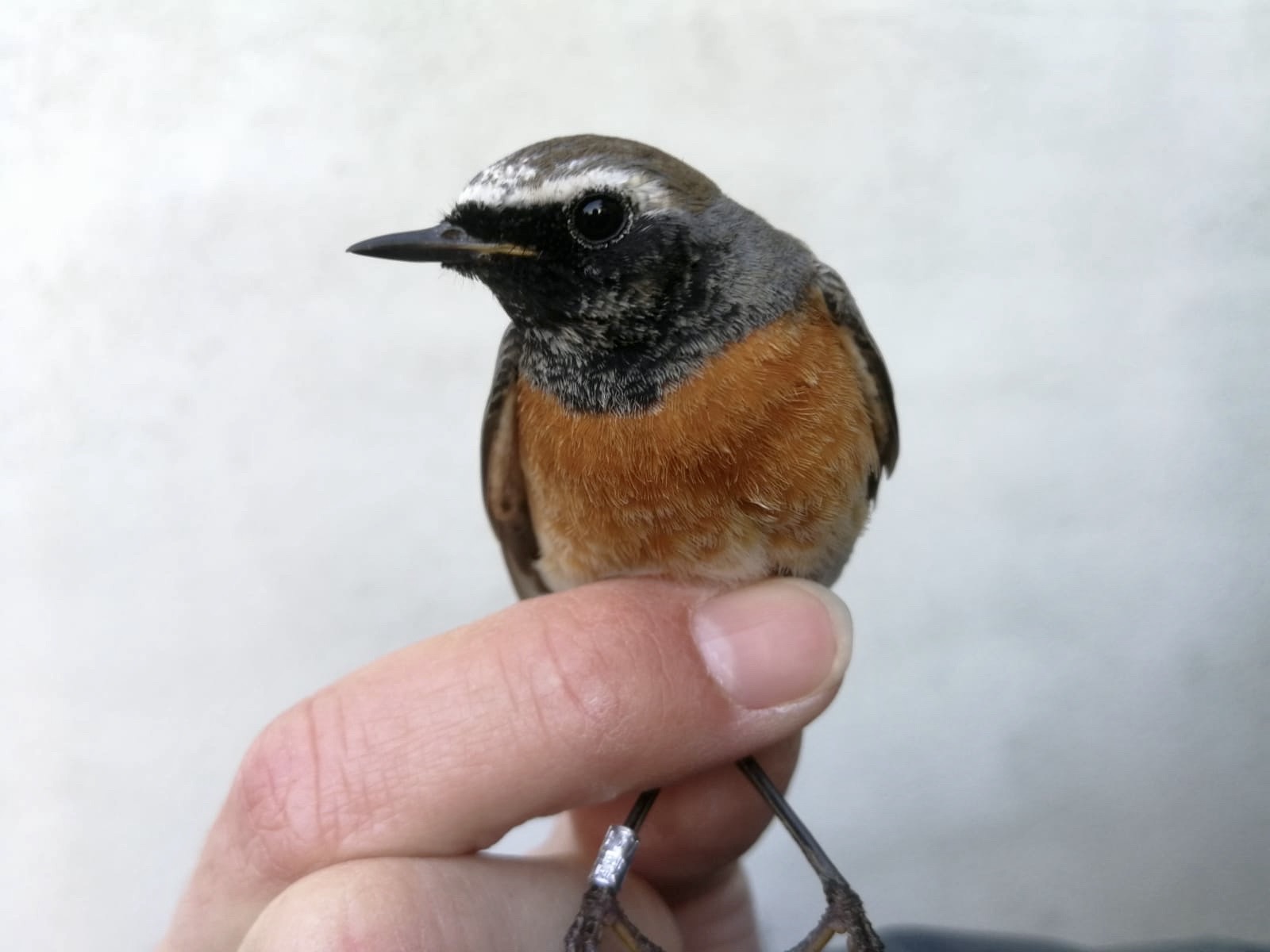 redstart1_blf.jpeg