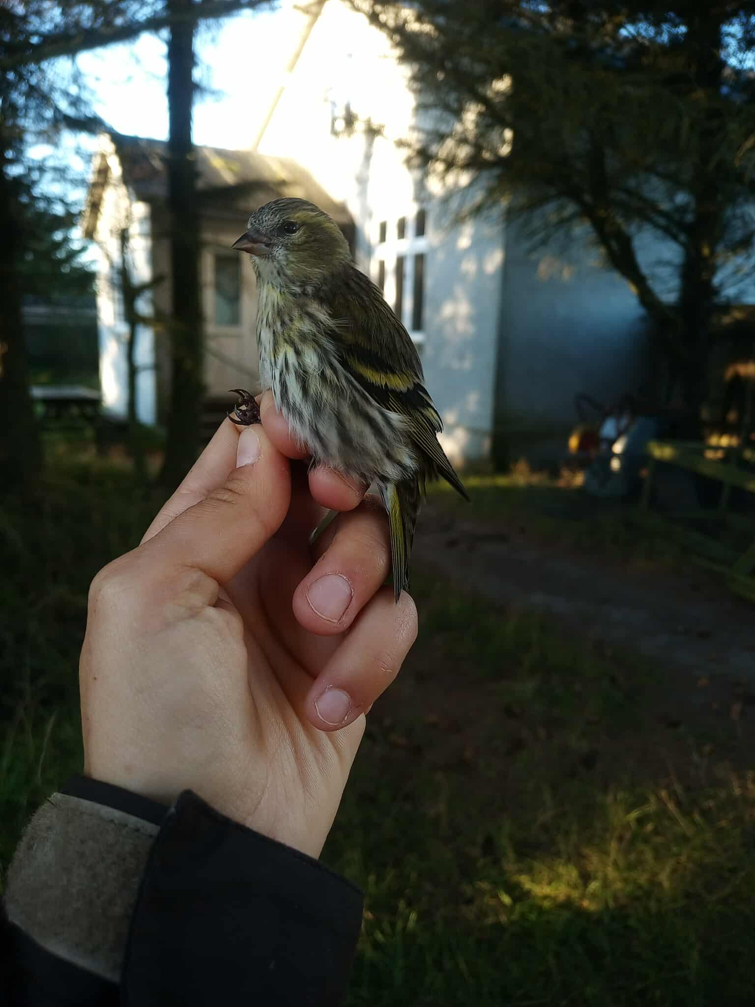 siskin