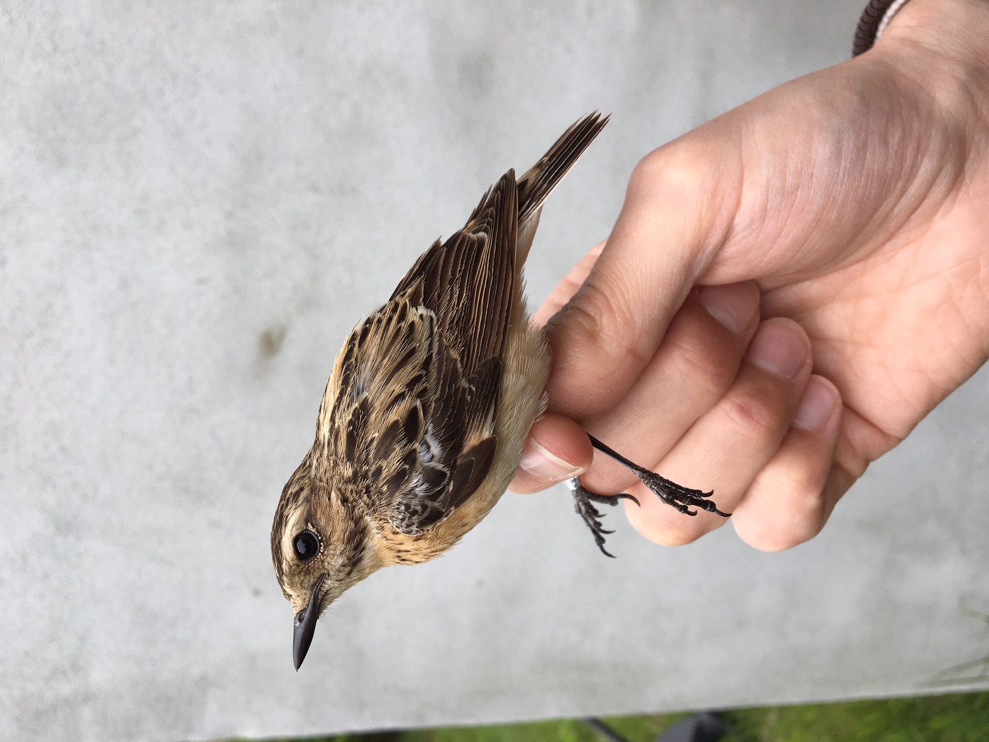 whinchat-25-05.jpeg