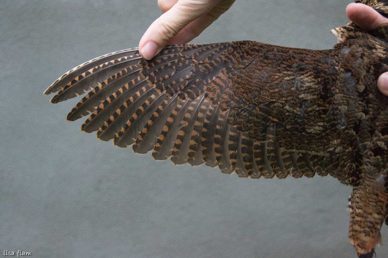woodcock wing 1.1